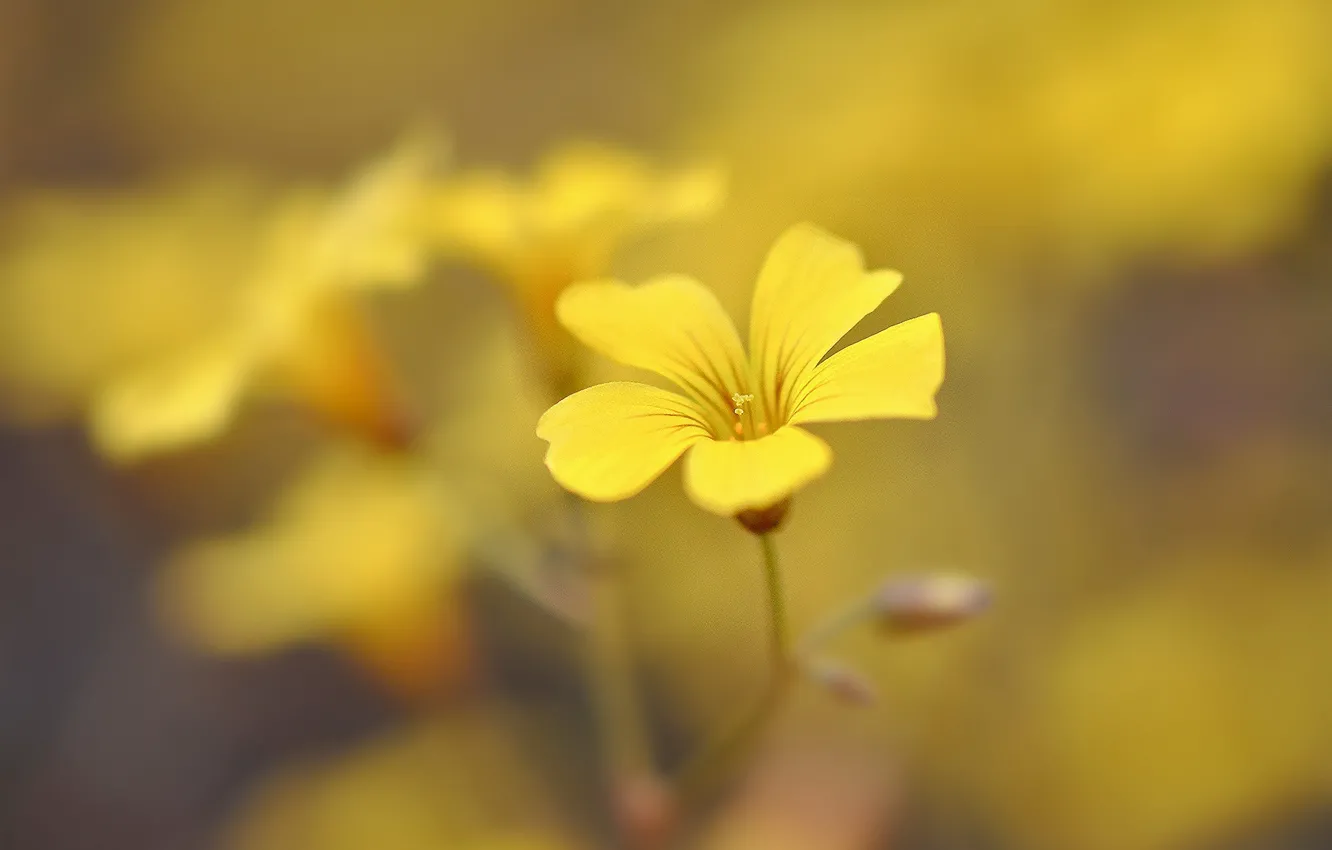 Photo wallpaper yellow, background, widescreen, Wallpaper, blur, petals, wallpaper, flowers