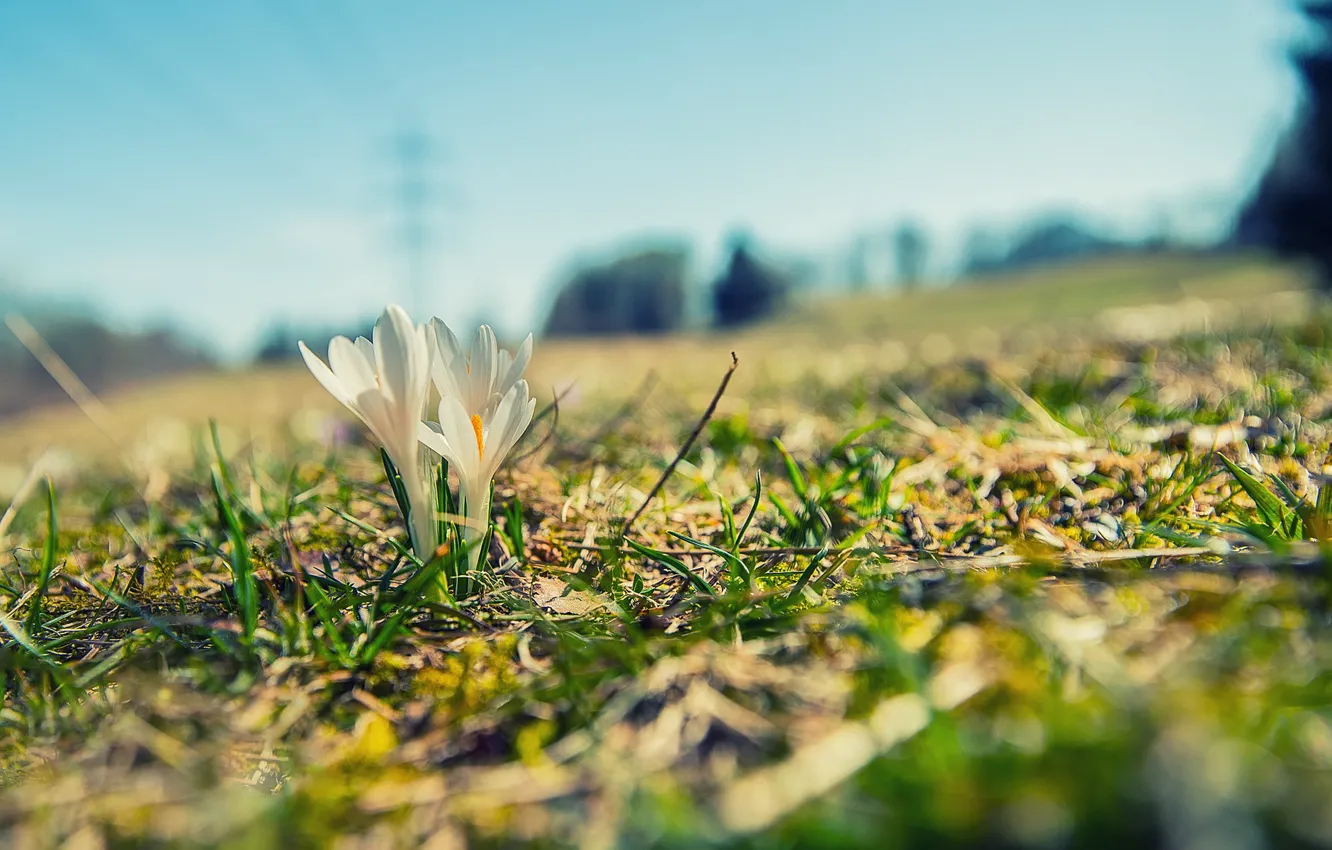 Photo wallpaper field, flowers, nature, spring