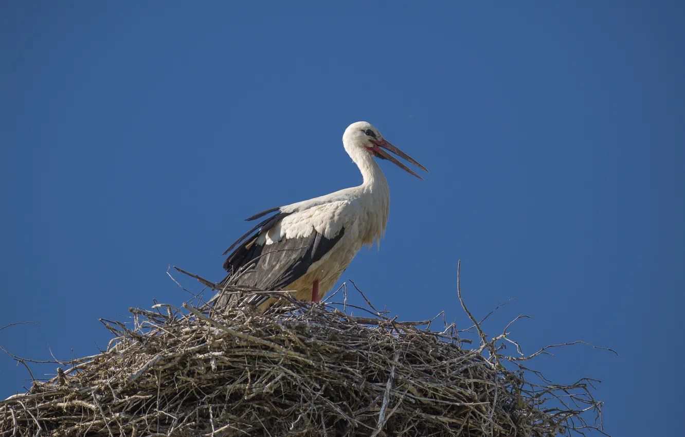 Photo wallpaper summer, bird, socket, stork