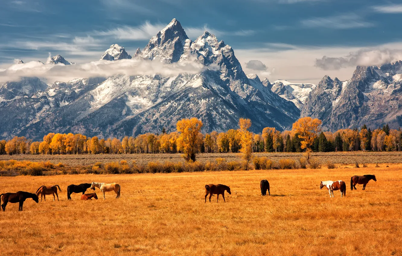 Photo wallpaper field, autumn, forest, the sky, clouds, snow, mountains, blue