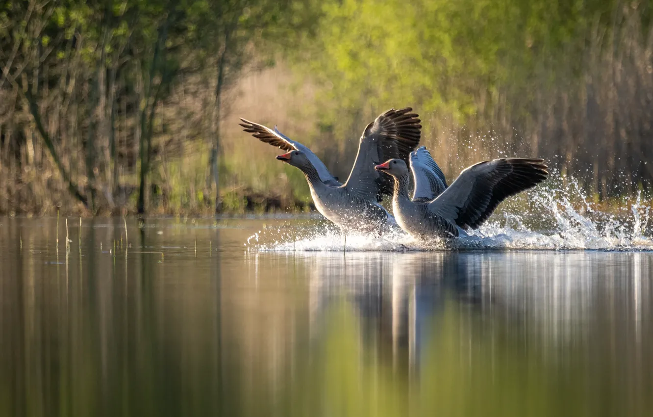 Photo wallpaper pair, pond, geese