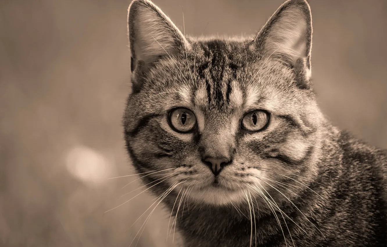 Photo wallpaper cat, cat, look, face, grey, background, portrait, Sepia