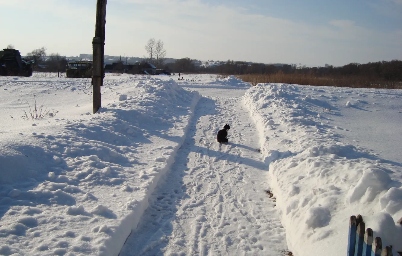 Photo wallpaper track, cat on a walk, winter pages