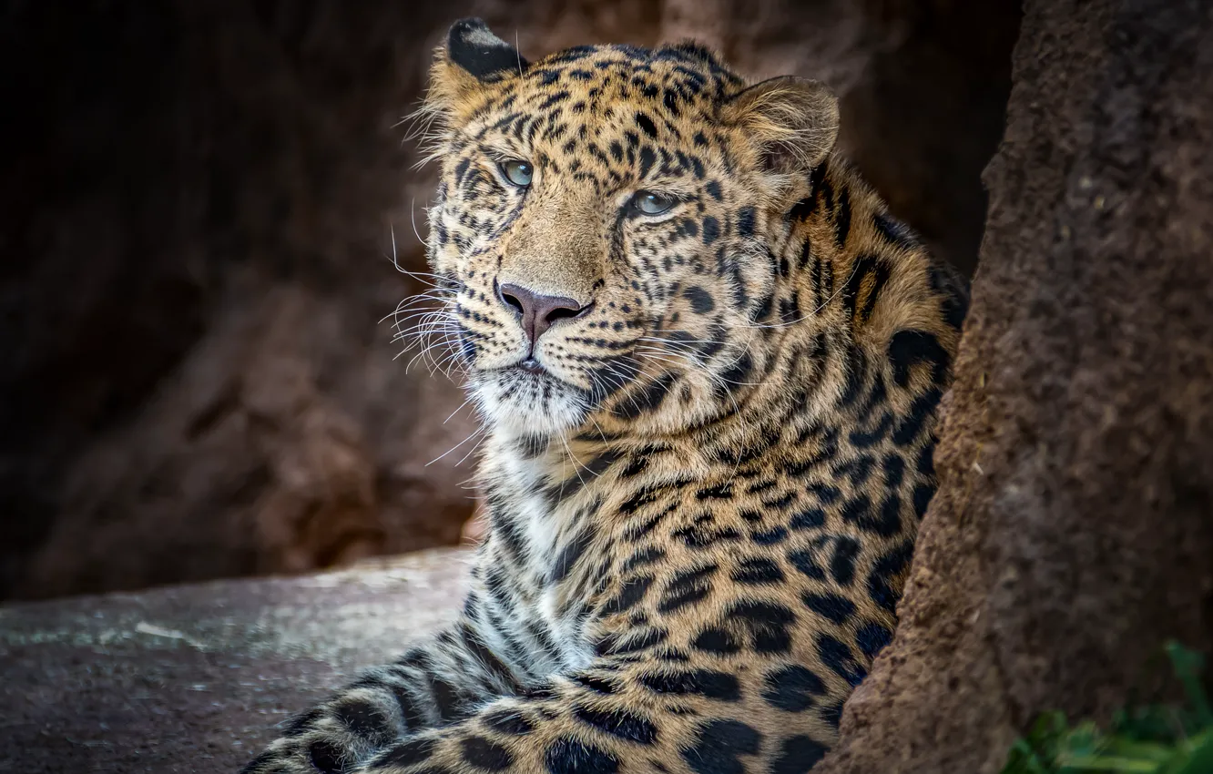 Photo wallpaper predator, leopard, handsome