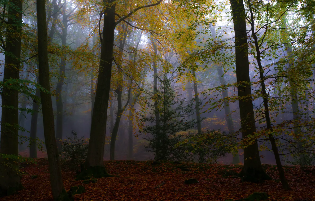 Photo wallpaper autumn, forest, leaves, trees, branches, fog, Park, foliage