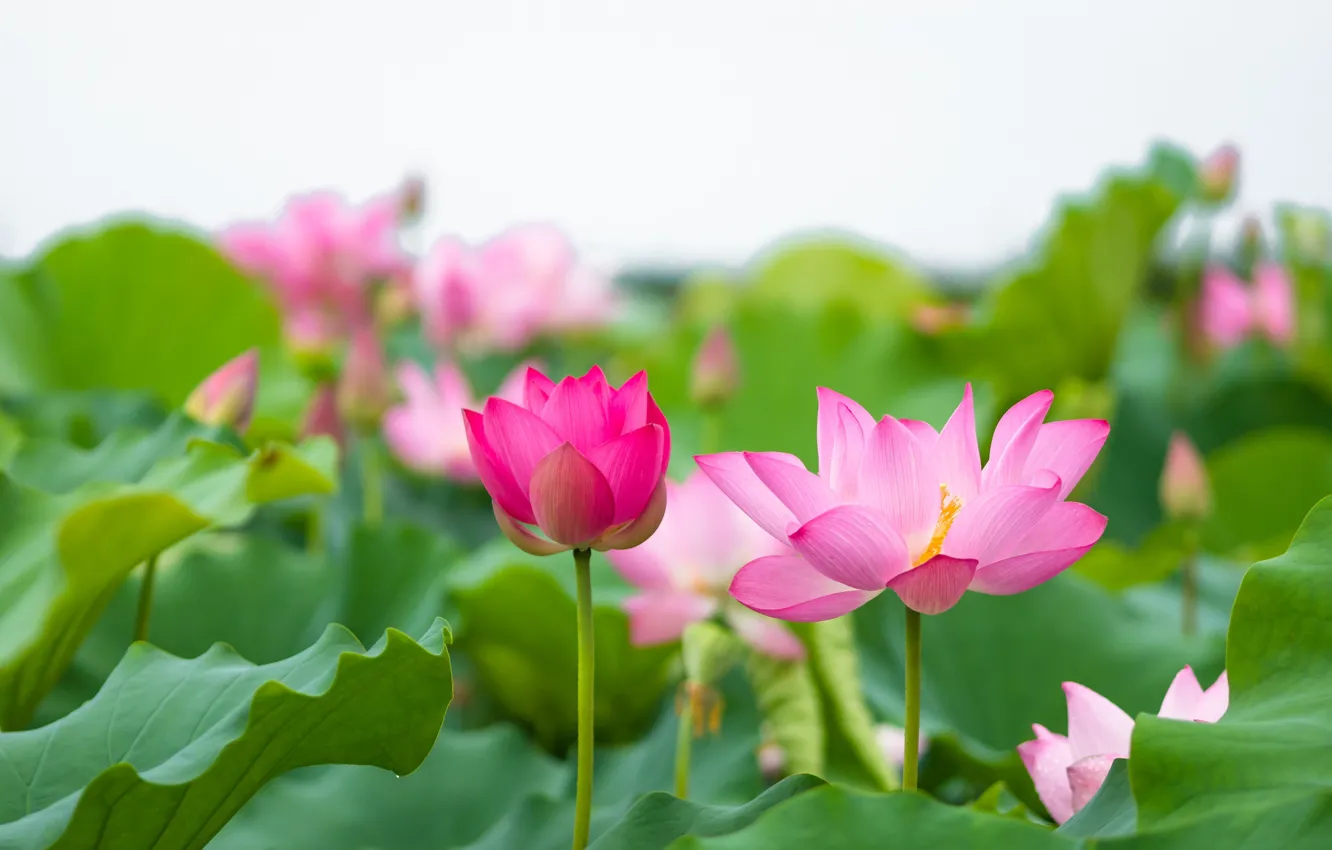 Photo wallpaper leaves, pink, Lotus