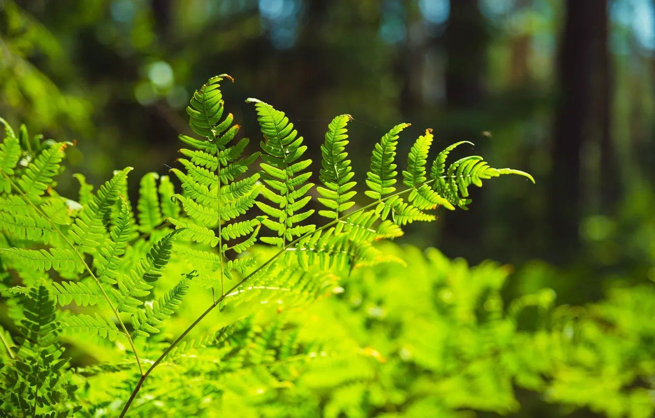 Photo wallpaper greens, forest, grass, macro, nature, fern, the bushes