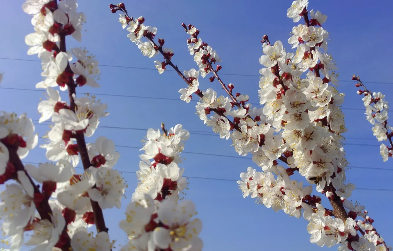 Photo wallpaper April, flowering, spring 2018, Mamala ©