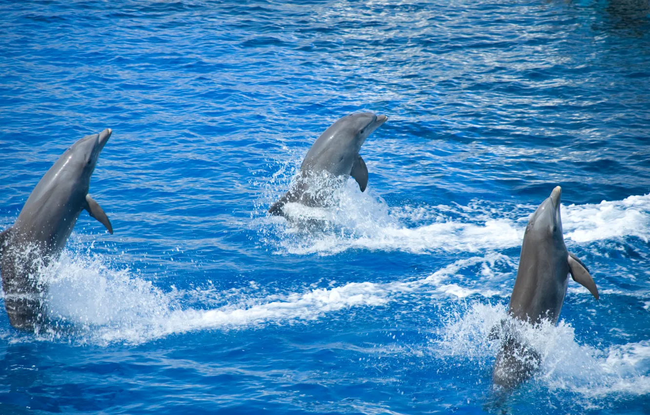 Photo wallpaper sea, pool, dolphins, view