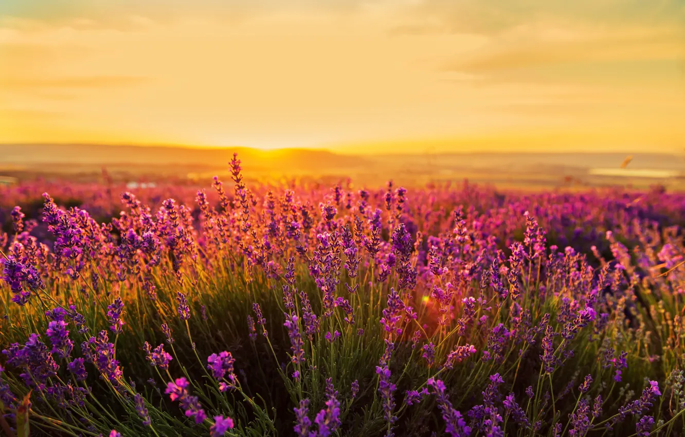Photo wallpaper field, sunset, nature, lavender