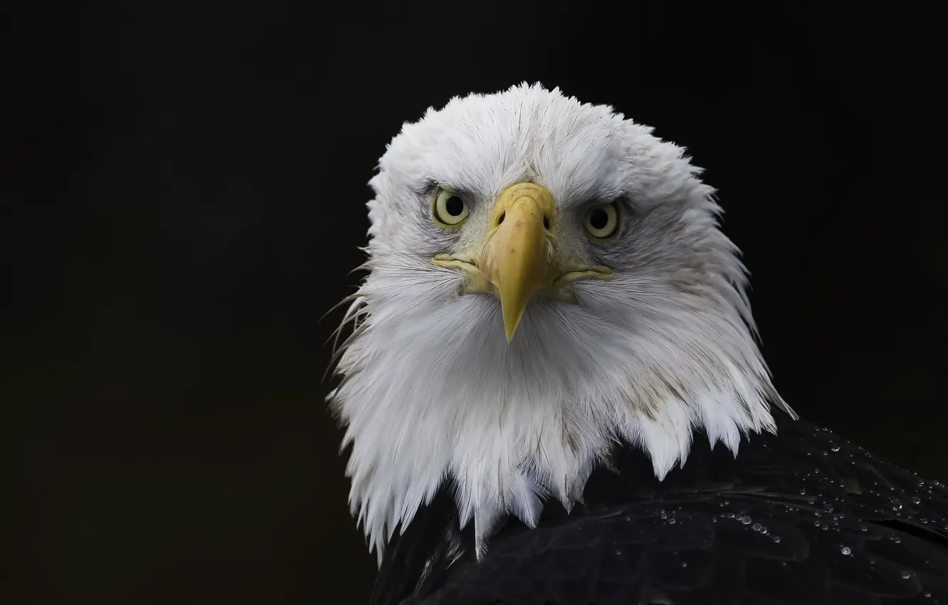 Photo wallpaper background, bird, eagle