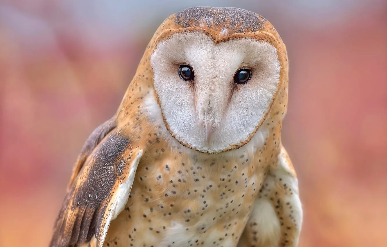 Photo wallpaper eyes, look, background, owl, bird, portrait, the barn owl