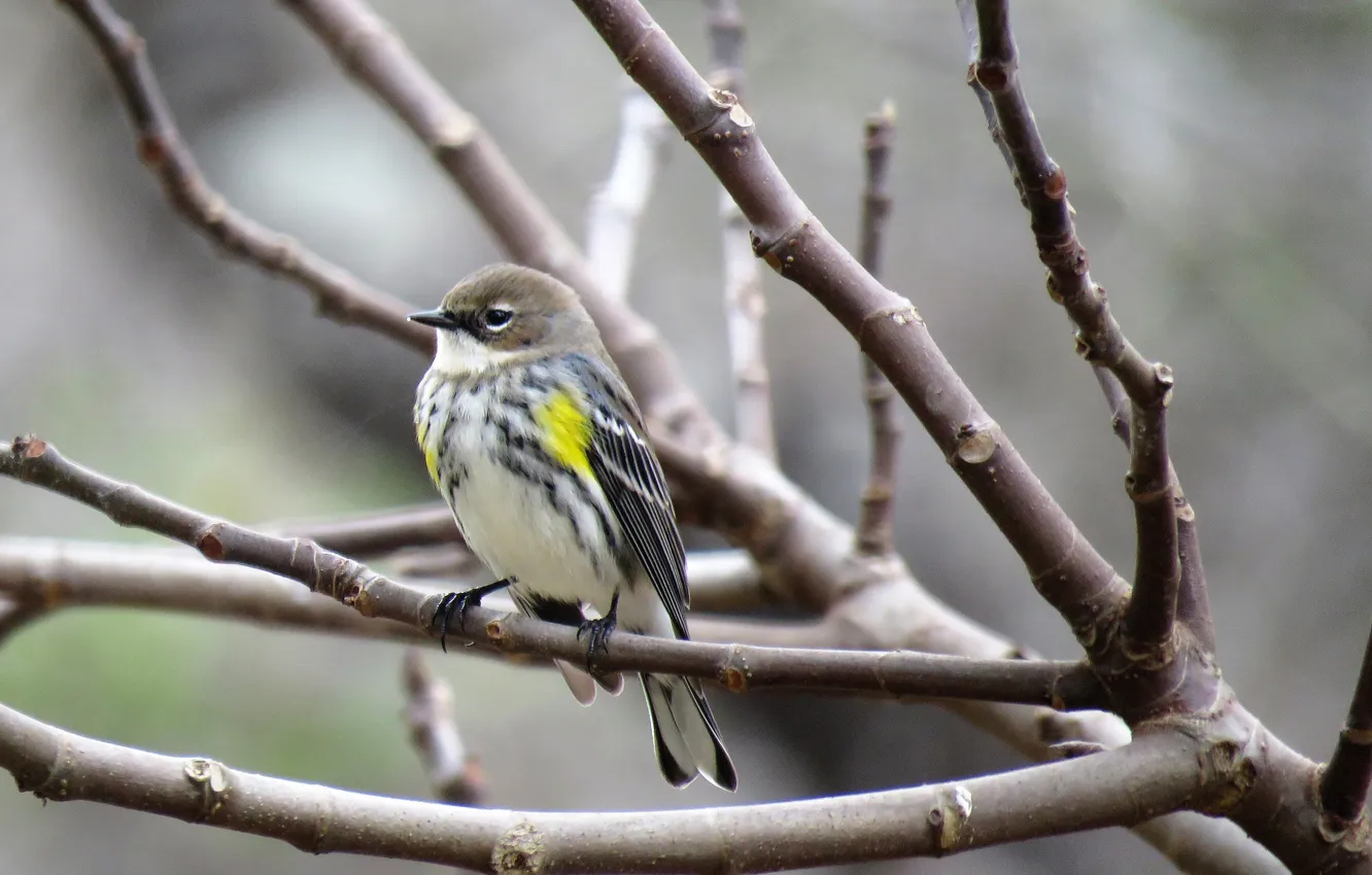 Photo wallpaper branches, bird, Sparrow