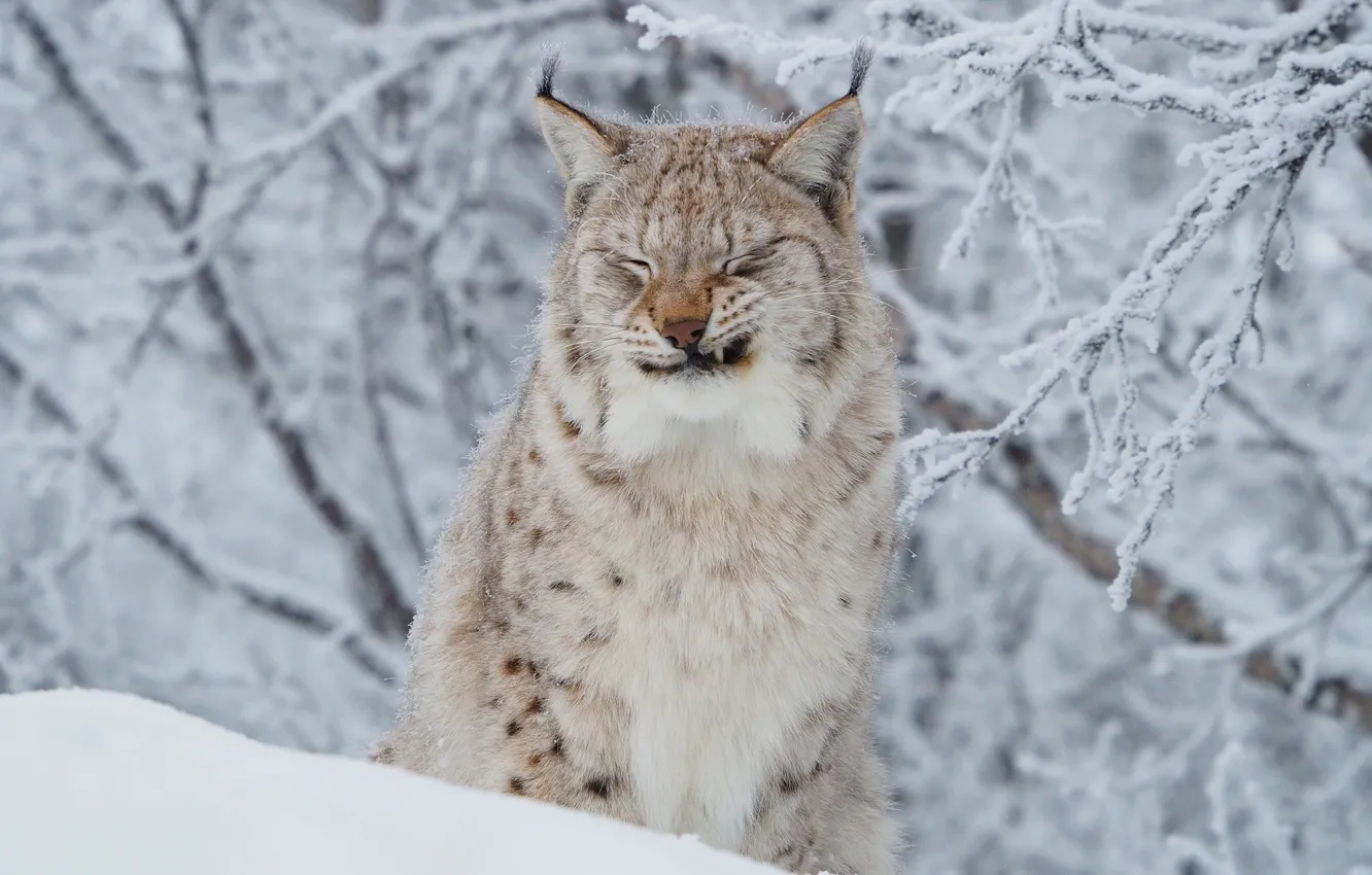 Photo wallpaper winter, frost, cat, face, snow, branches, portrait, lynx