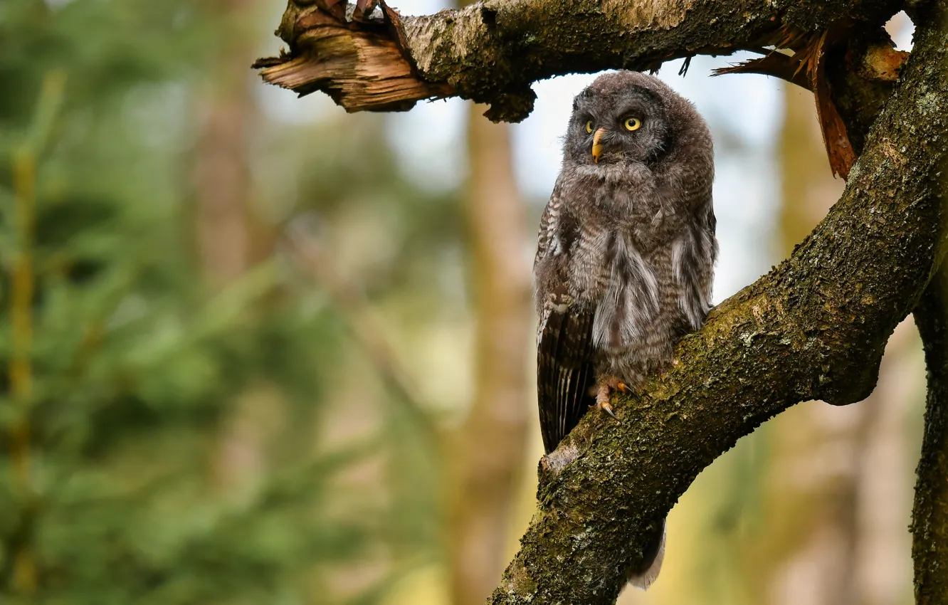 Photo wallpaper look, trees, branches, nature, owl, bird, bitches