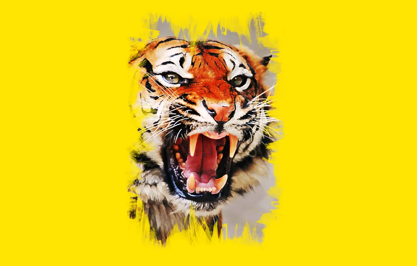 Photo wallpaper face, tiger, mouth, fangs, grin, art