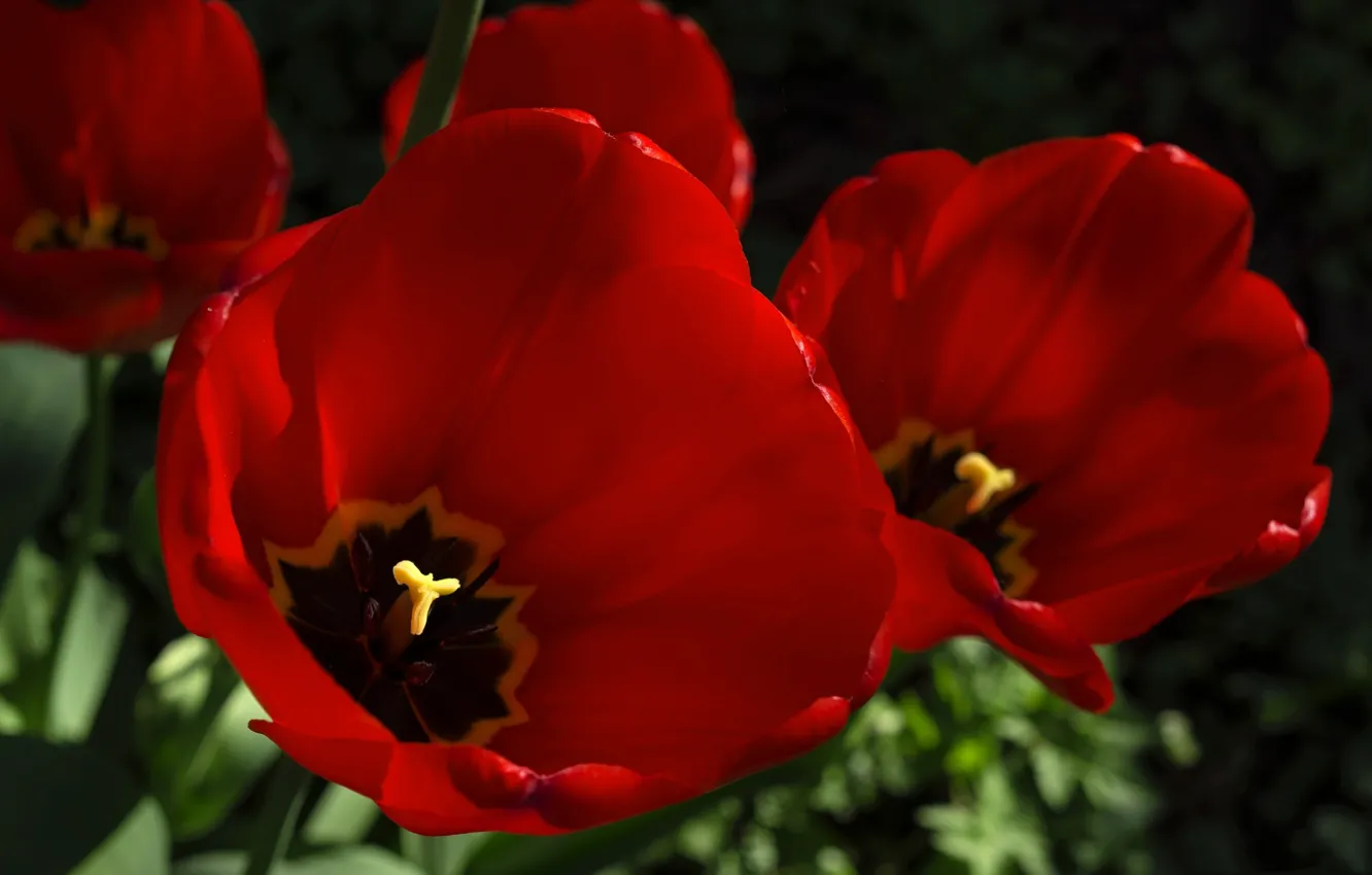 Photo wallpaper macro, petals, garden, tulips
