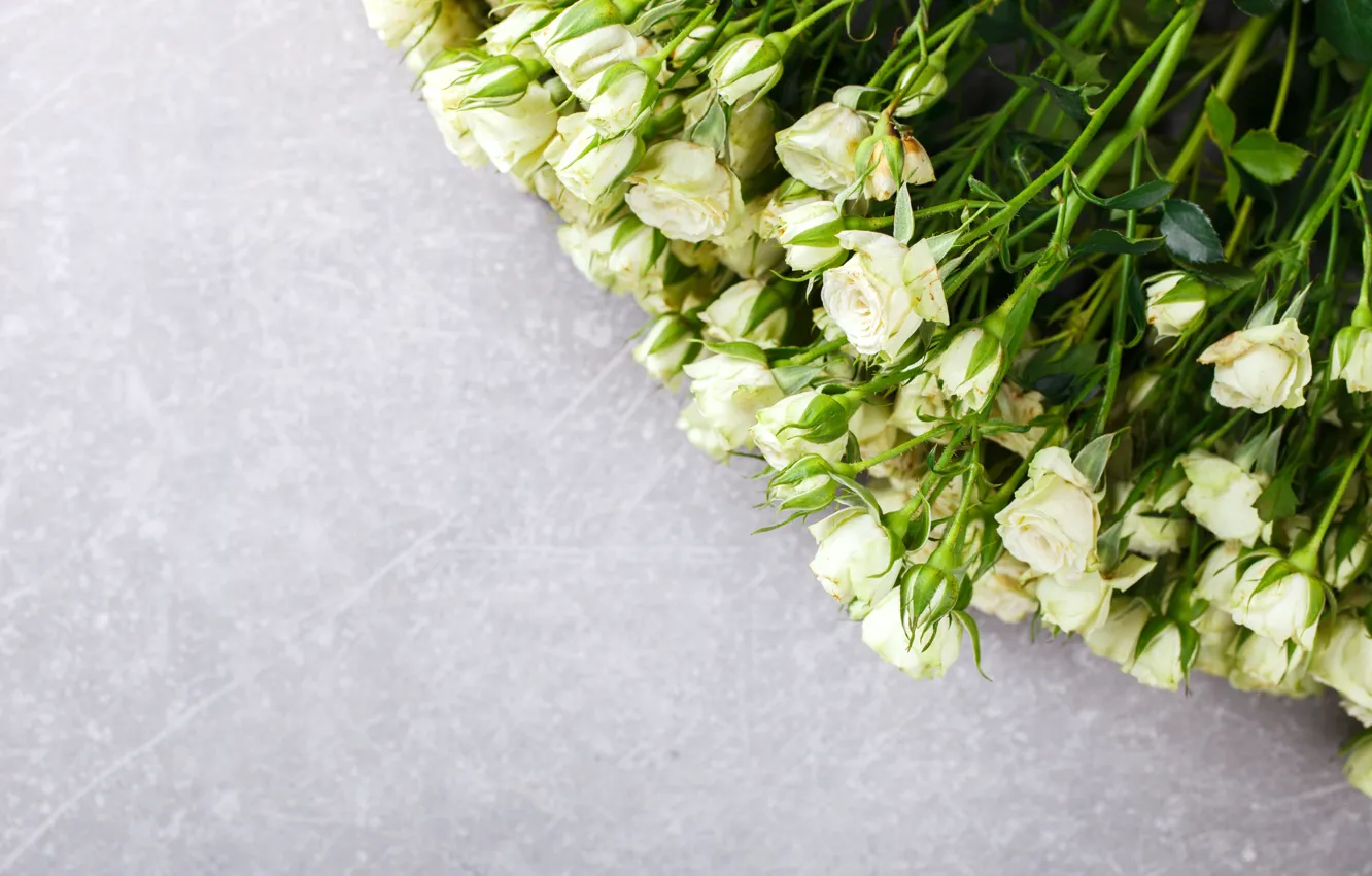 Photo wallpaper flowers, white, buds, rosette, Stolyevych Yulia