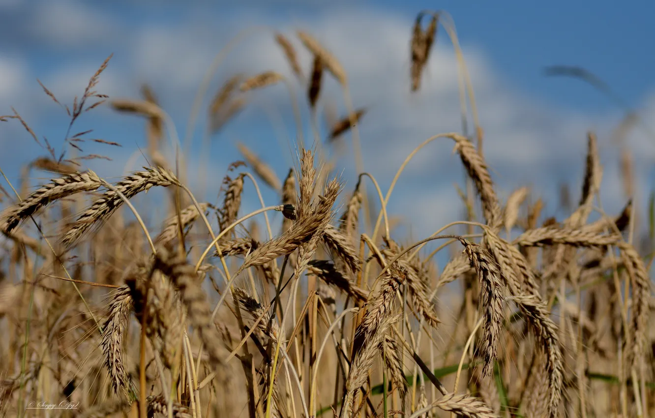 Photo wallpaper field, the sky, rye, harvest