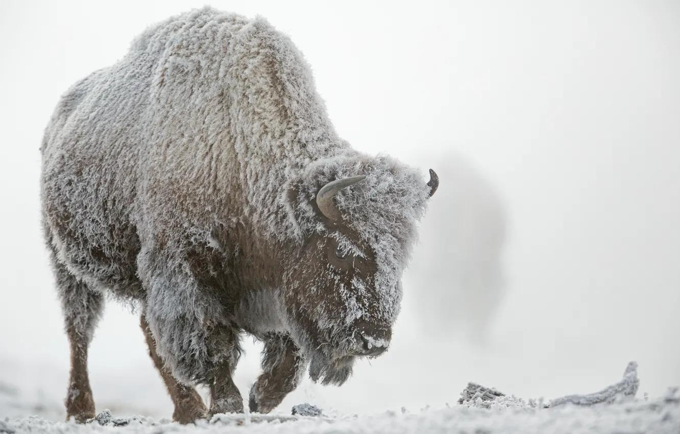 Photo wallpaper winter, frost, snow, fog, Yellowstone national Park, Buffalo