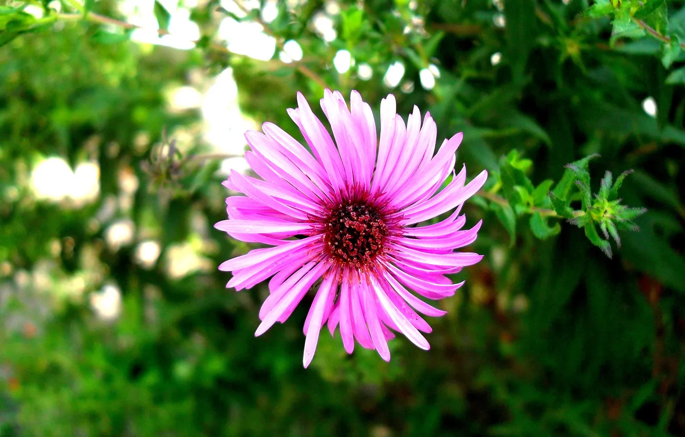 Photo wallpaper flowers, Best, beautiful photo