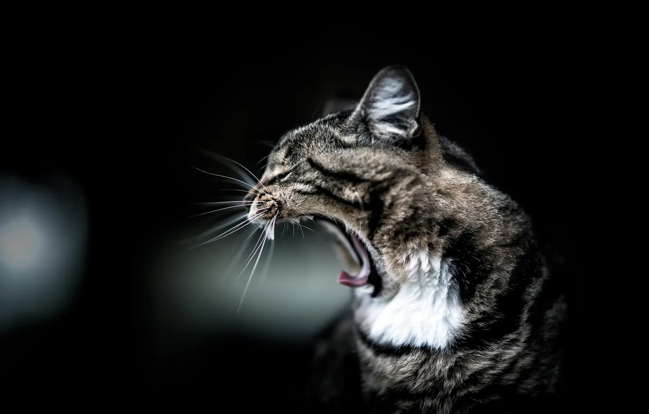 Photo wallpaper cat, cat, background, black, striped, yawns, yawn