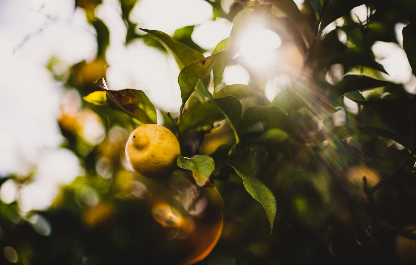 Photo wallpaper leaves, the sun, lemon