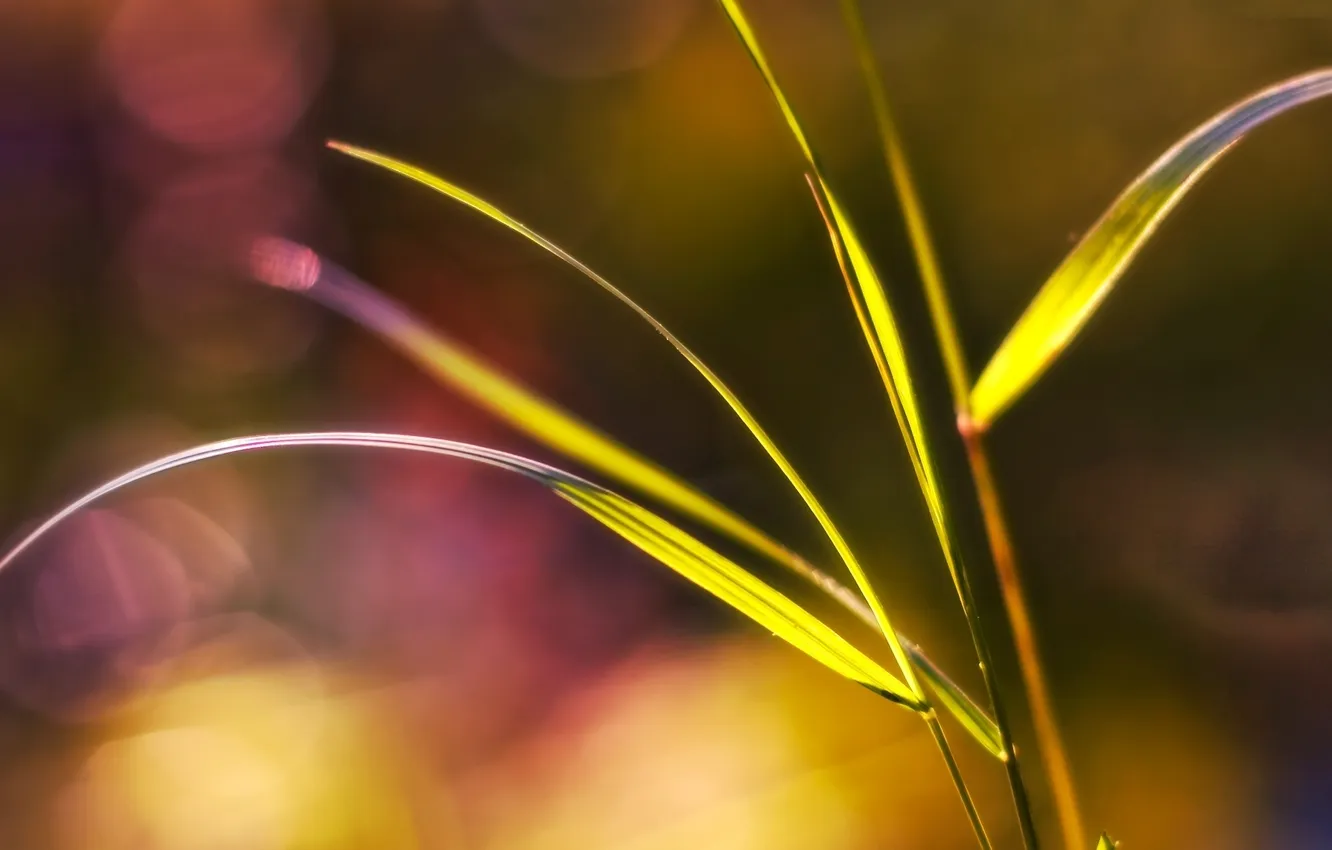 Photo wallpaper macro, nature, leaf, focus, stem, a blade of grass, macro