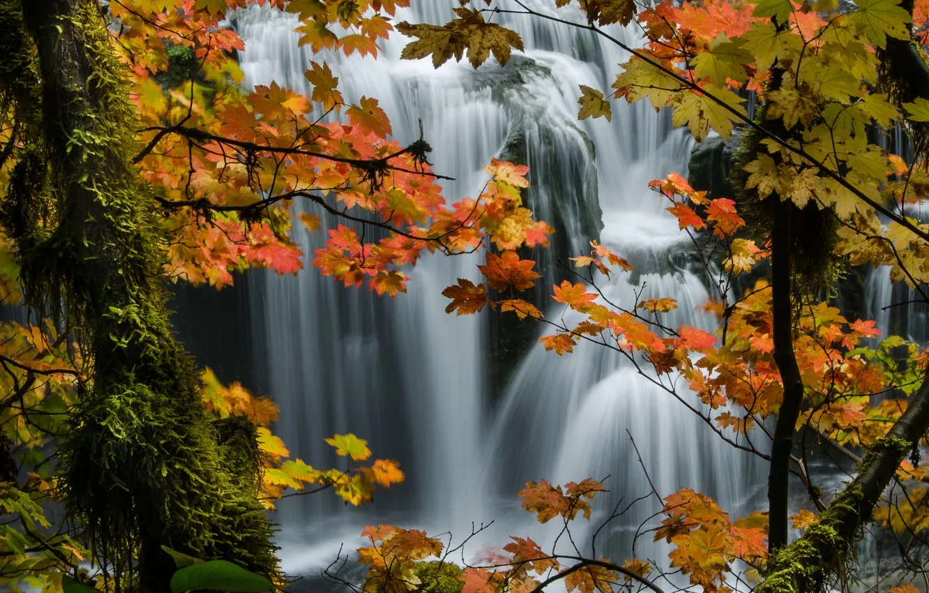 Photo wallpaper autumn, forest, trees, nature, waterfall