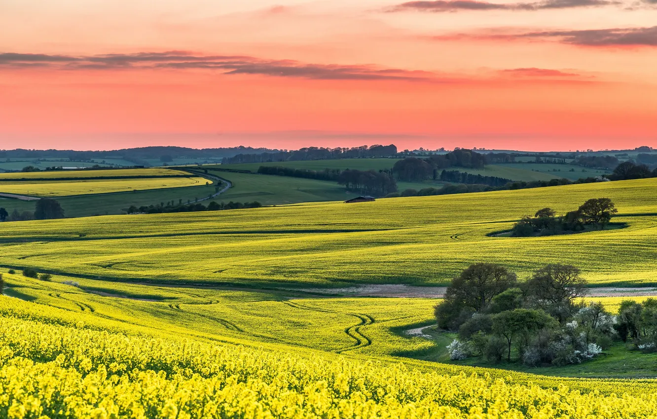 Photo wallpaper field, forest, the sky, trees, hills