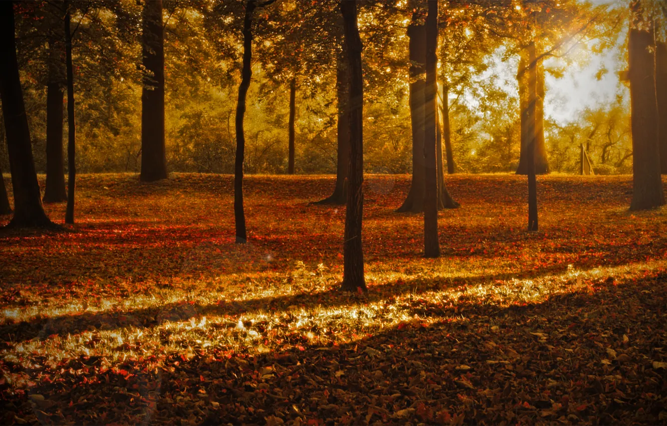Photo wallpaper autumn, forest, leaves, rays, light, trees, nature, Park
