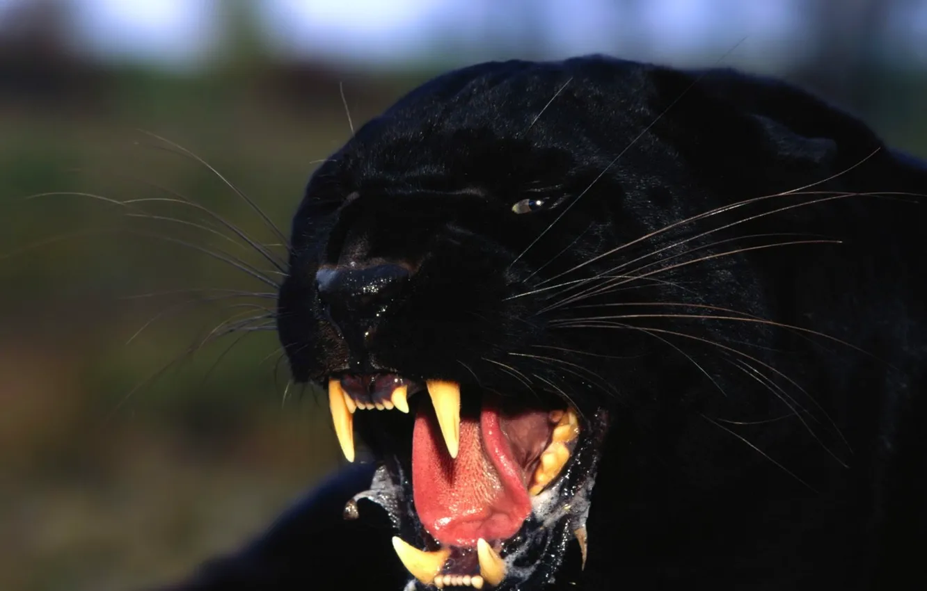 Photo wallpaper predator, Panther, jaw