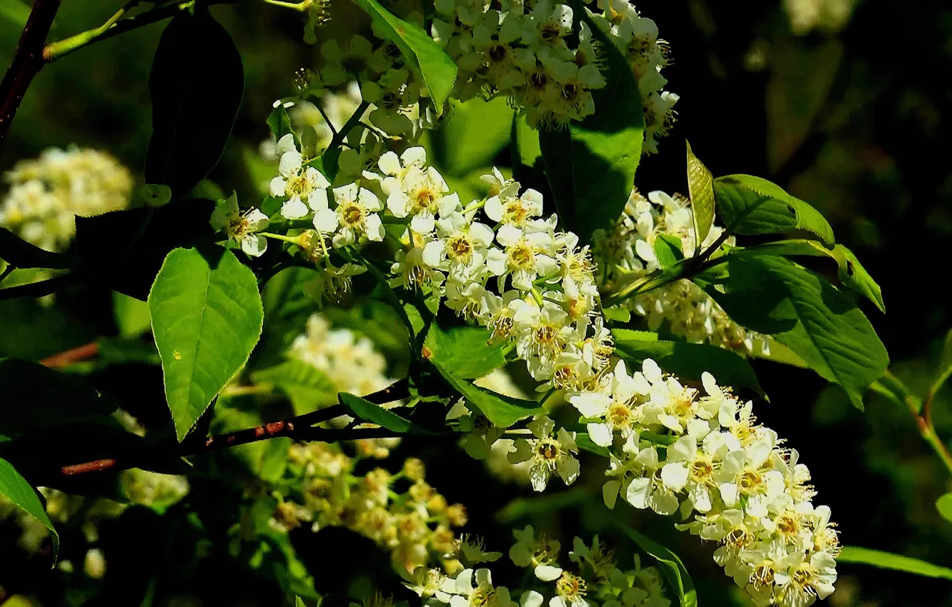 Photo wallpaper summer, flowers, background, cover, Cherry