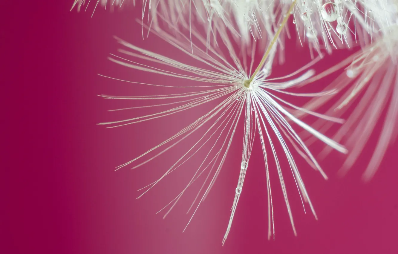 Photo wallpaper flower, drops, macro