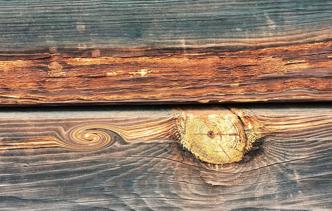 Photo wallpaper trees, background, Board