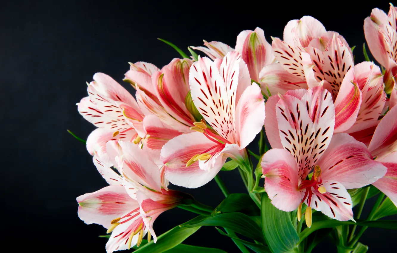 Photo wallpaper flowers, beauty, bouquet