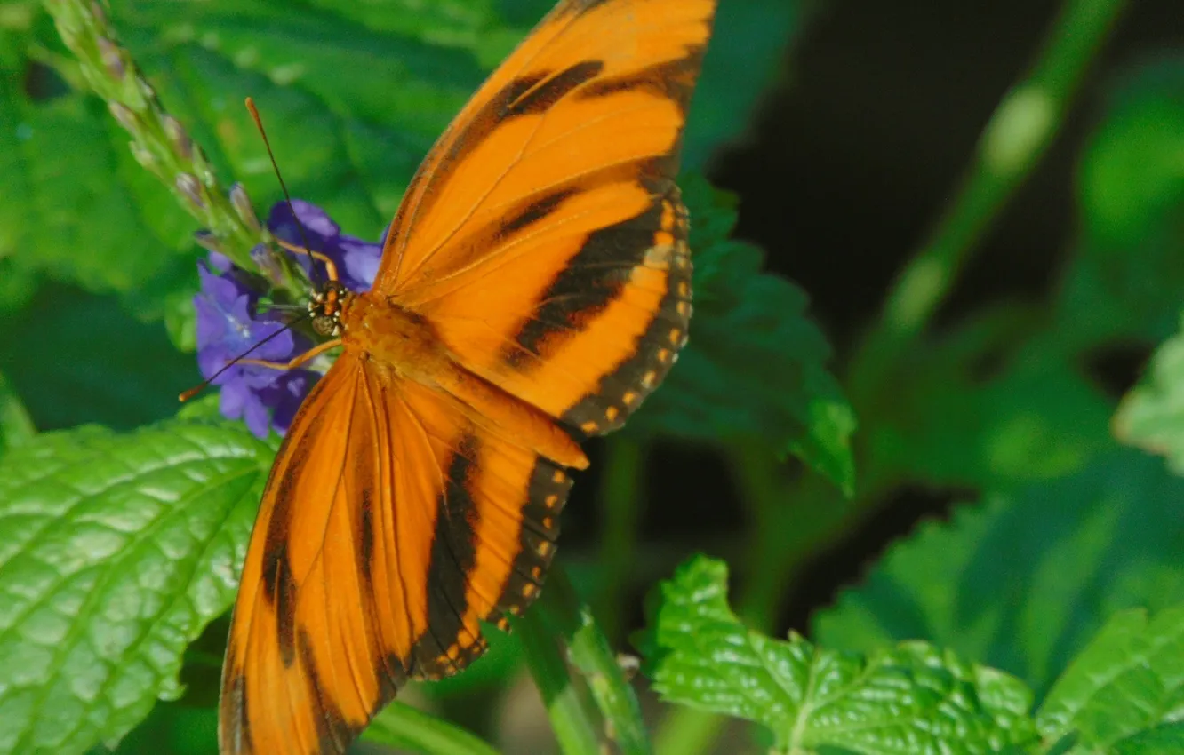 Photo wallpaper greens, leaves, macro, flowers, nature, butterfly, insect, striped