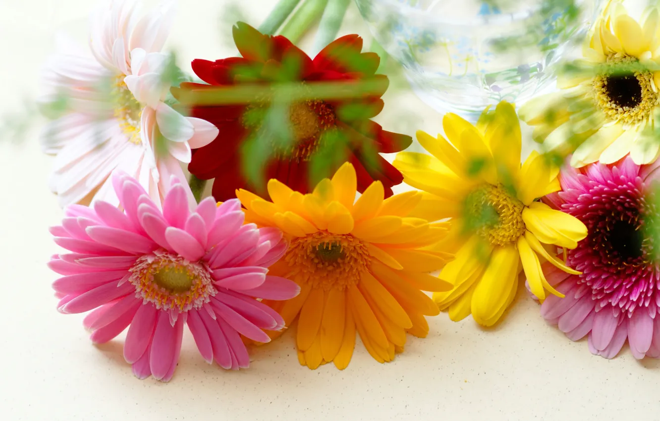Photo wallpaper flowers, gerbera, colorful
