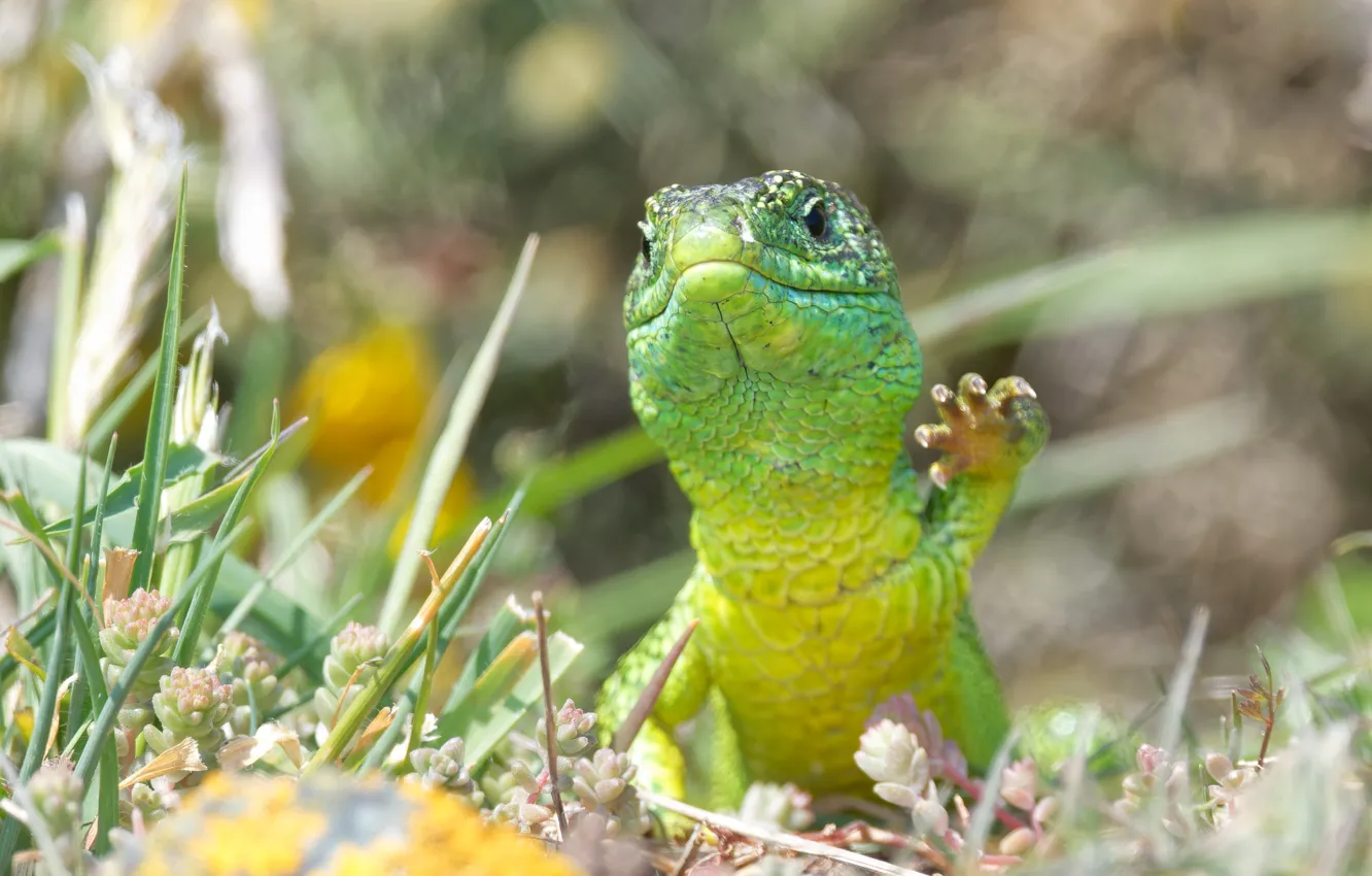 Photo wallpaper green, legs, lizard, bokeh