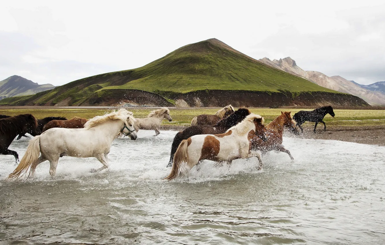 Photo wallpaper freedom, water, nature, horses
