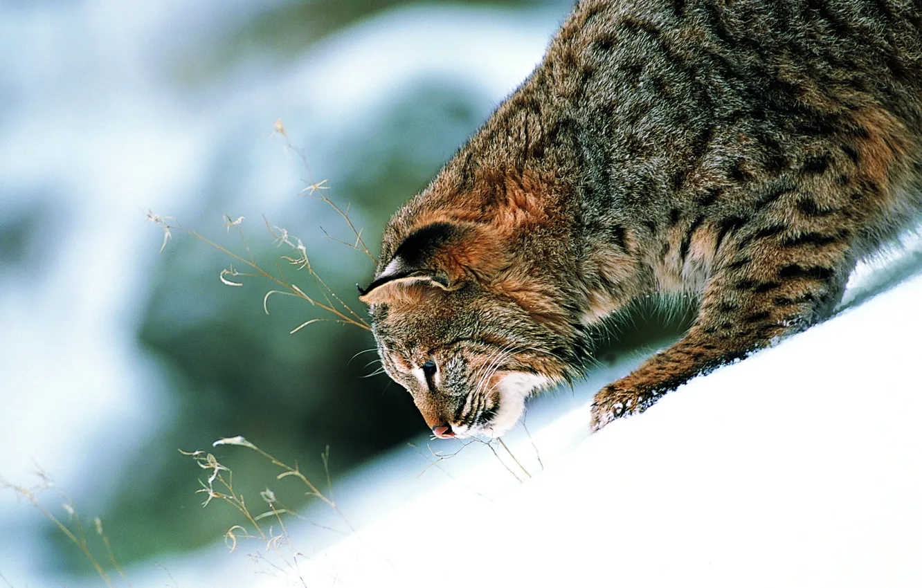 Photo wallpaper cat, snow, paws, slide, contrast, beautiful, ears, wild
