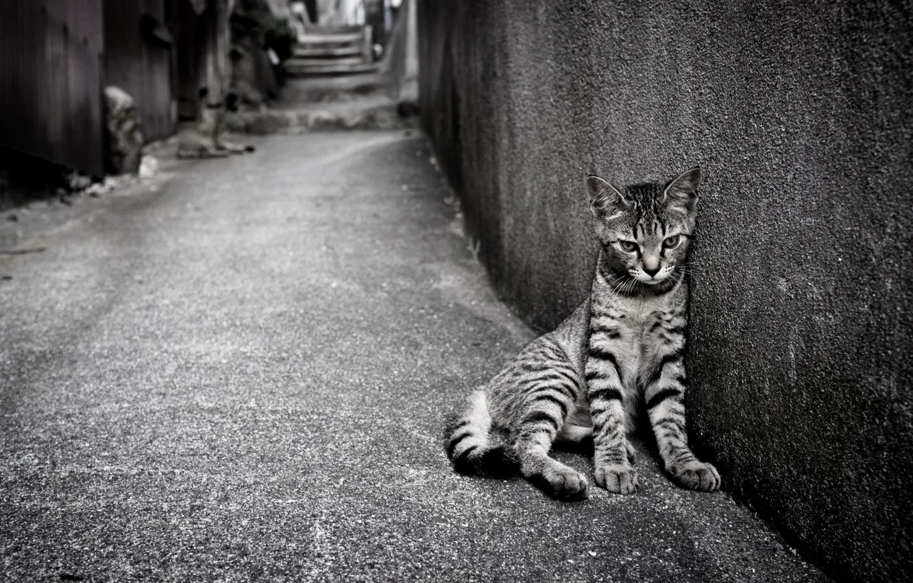 Photo wallpaper cat, loneliness, street