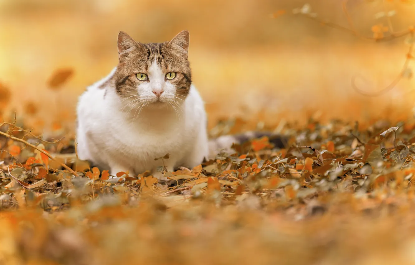 Photo wallpaper autumn, cat, look, leaves, bokeh