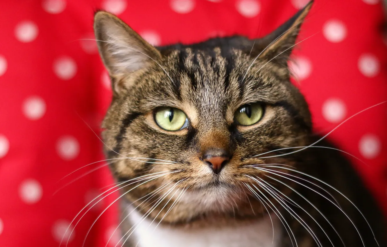 Photo wallpaper eyes, cat, background, Kota