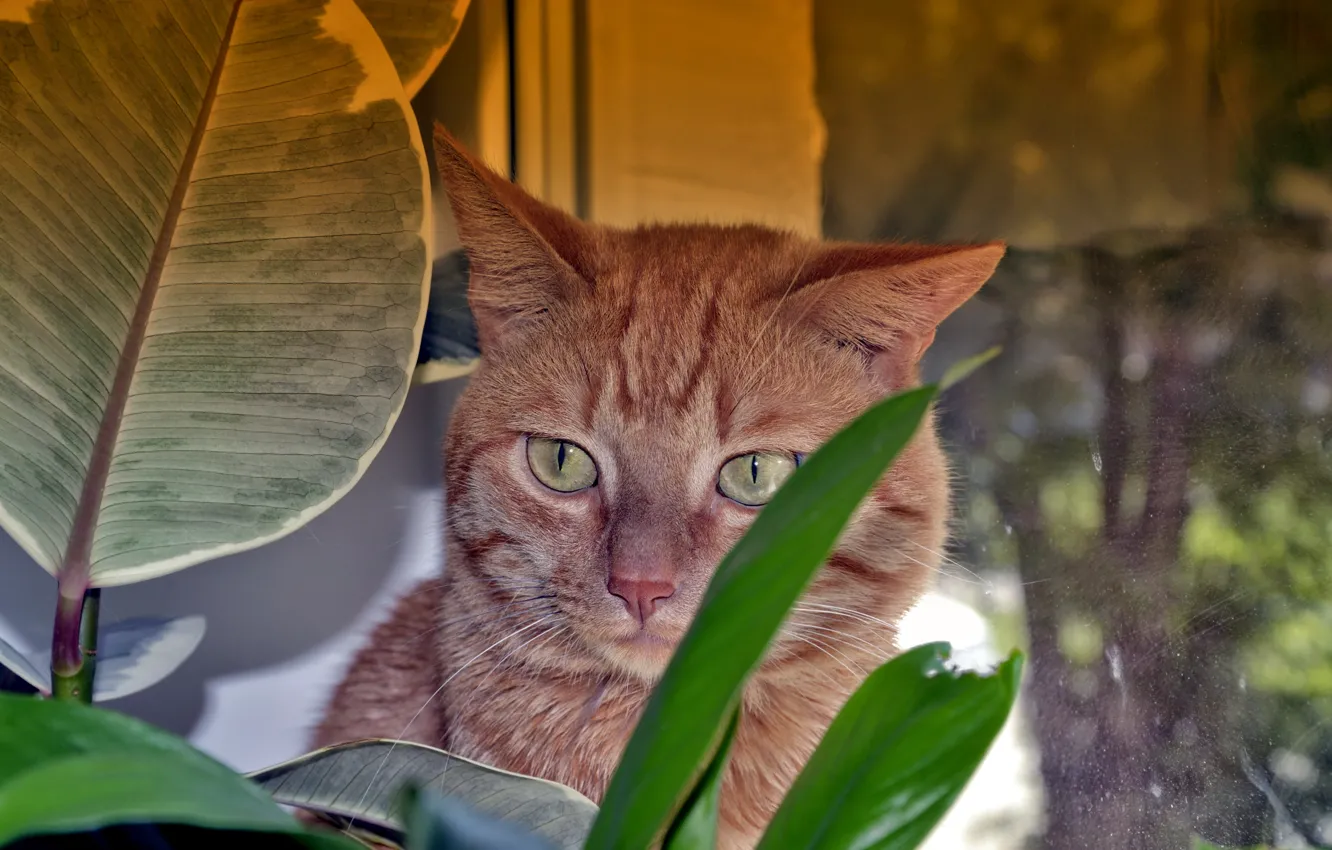 Photo wallpaper cat, flowers, red, ambush, window.