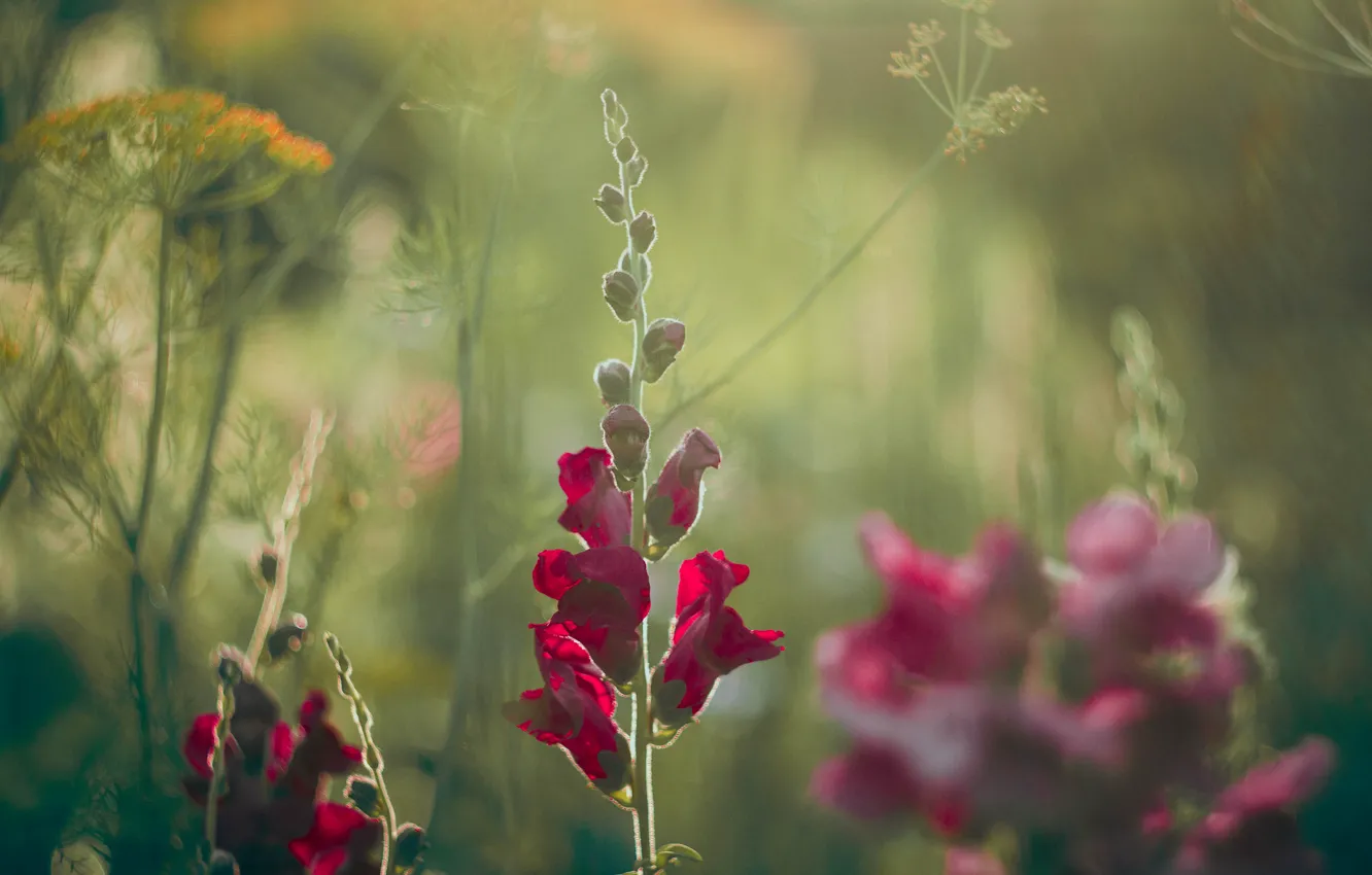 Photo wallpaper summer, flowers, snapdragons