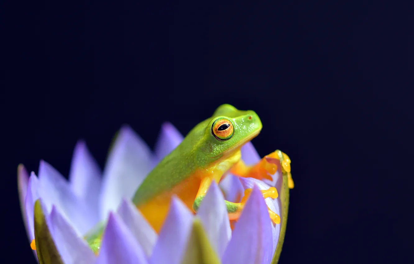 Photo wallpaper flowers, nature, frog, amphibian