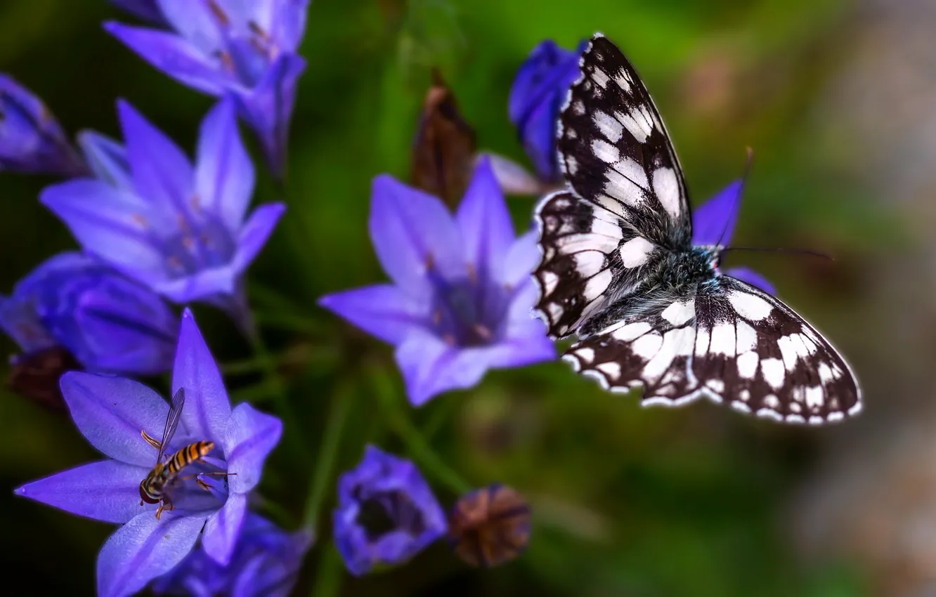 Photo wallpaper macro, flowers, nature, butterfly, plant, insect, bells, lilac