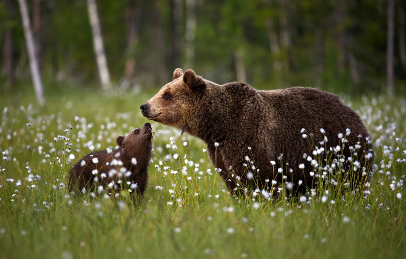 Photo wallpaper glade, bears, bear, cub, bear