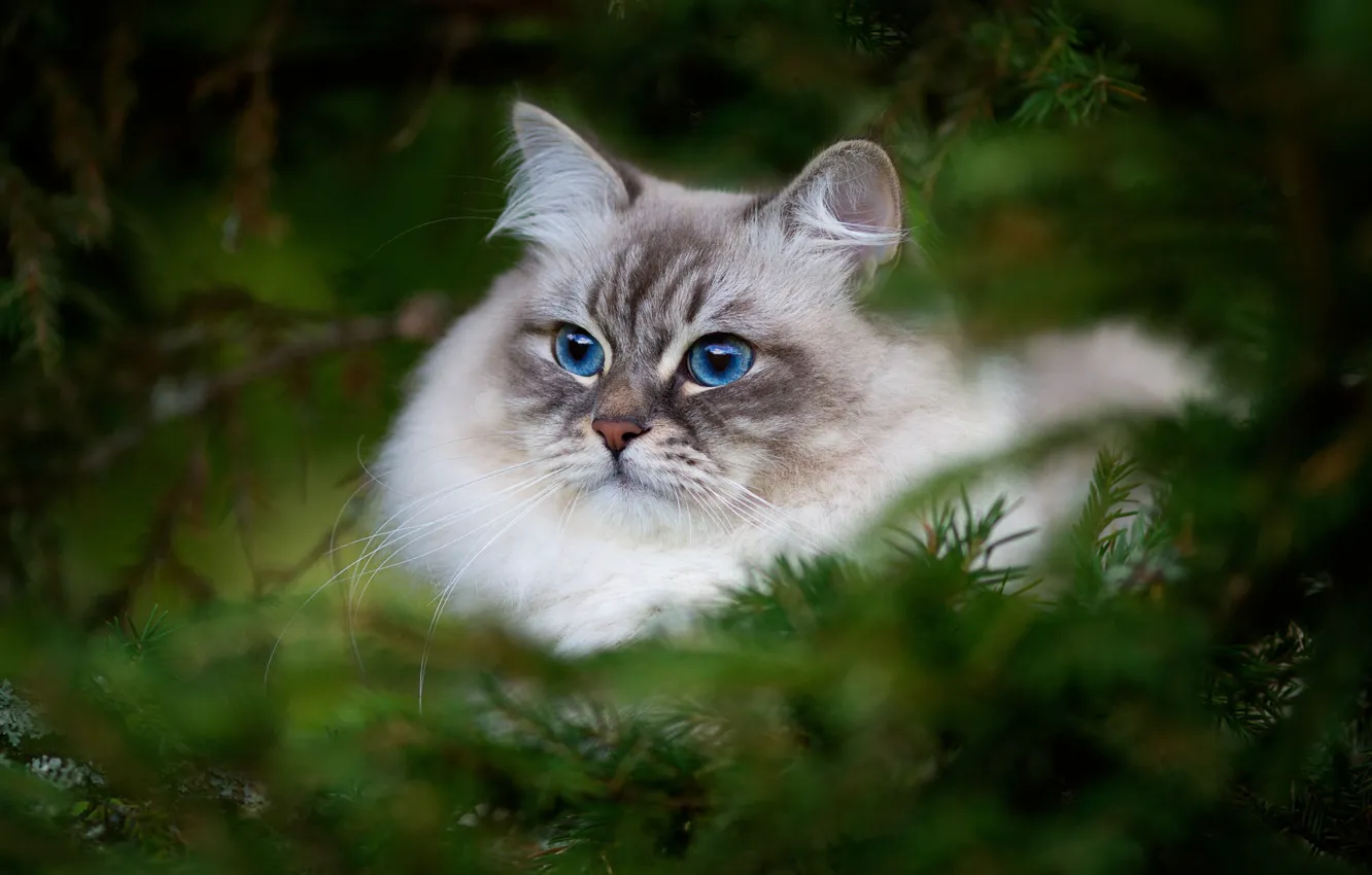 Photo wallpaper cat, look, portrait, blur, muzzle, beauty, blue eyes, cat